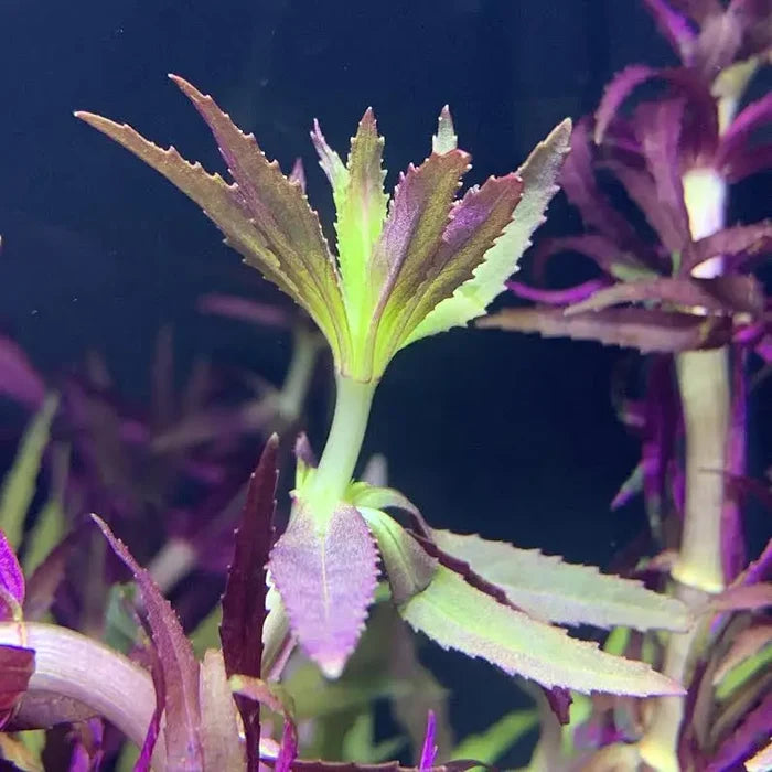 Green leafy Limnophila Aromatica with purple stems in aquarium